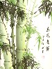 Chinese Bamboo Art